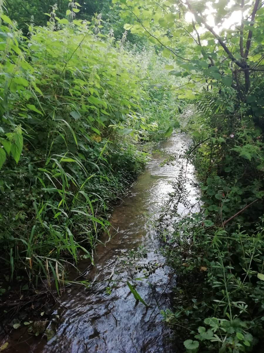 Bach an unserem Garten