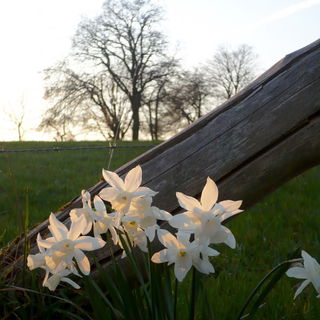 ländliche Osterglocken...