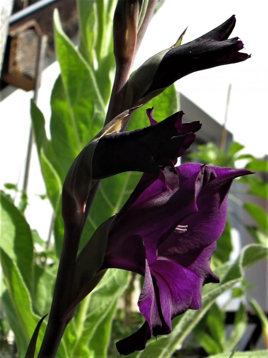 Gladiole, wunderschöne Farbe