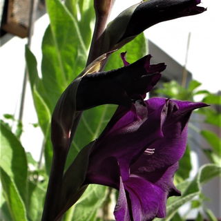 Gladiole, wunderschöne...