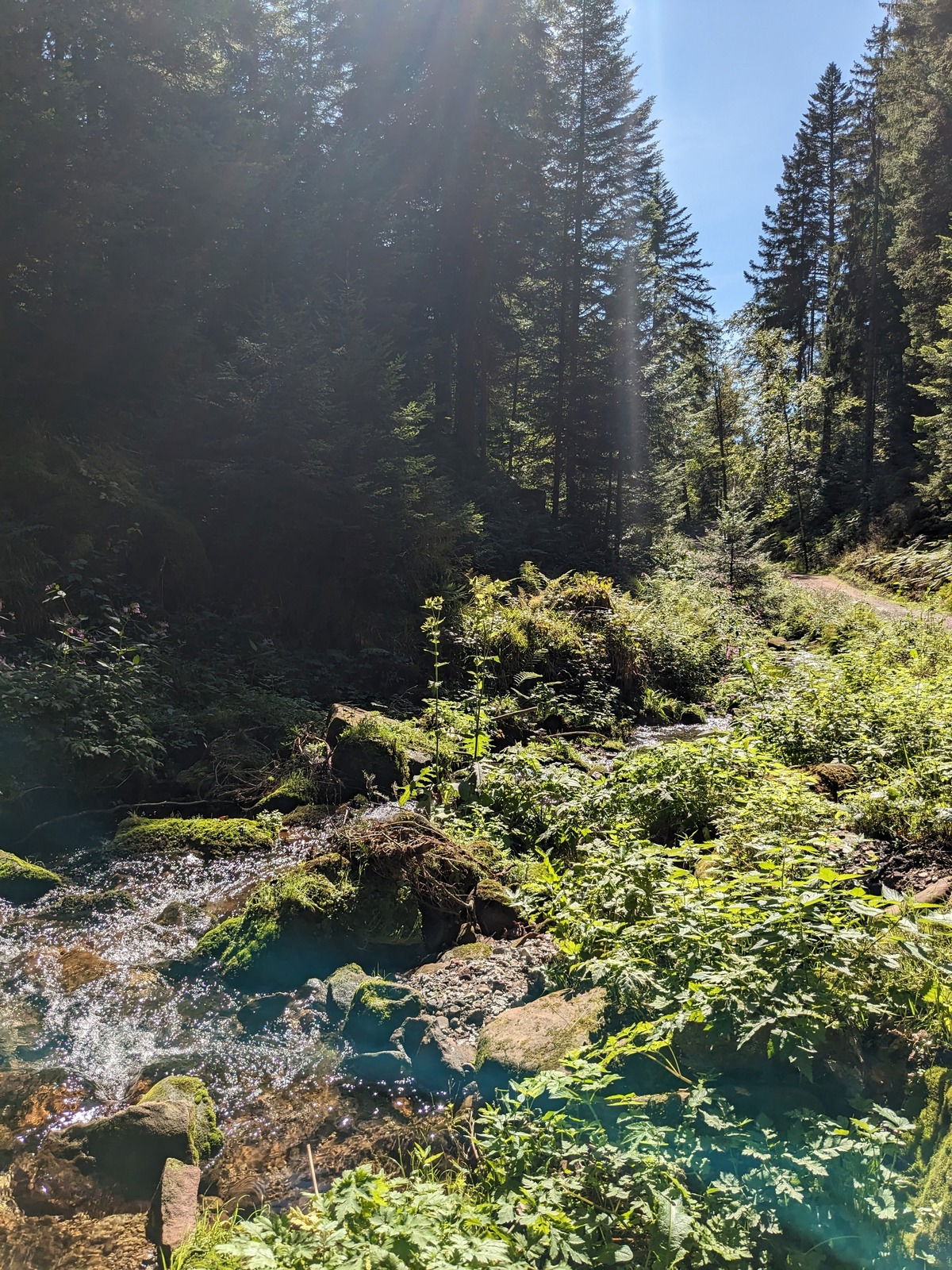 Wieso habe ich eigentlich im Wald nie Flacons zum Fotografieren dabei ?!