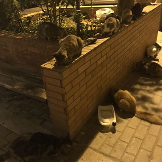 Feed the strays, feed y...