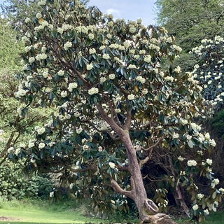 Rhododendron