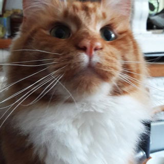 Yankee Doodle, wieder g...