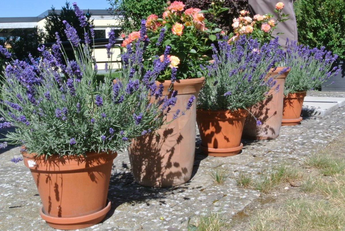 Kübelpolonaise mit Zwergbeetrose Little Sunset
