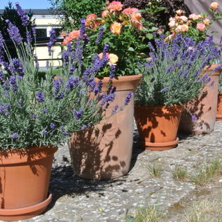 Kübelpolonaise mit Zwe...