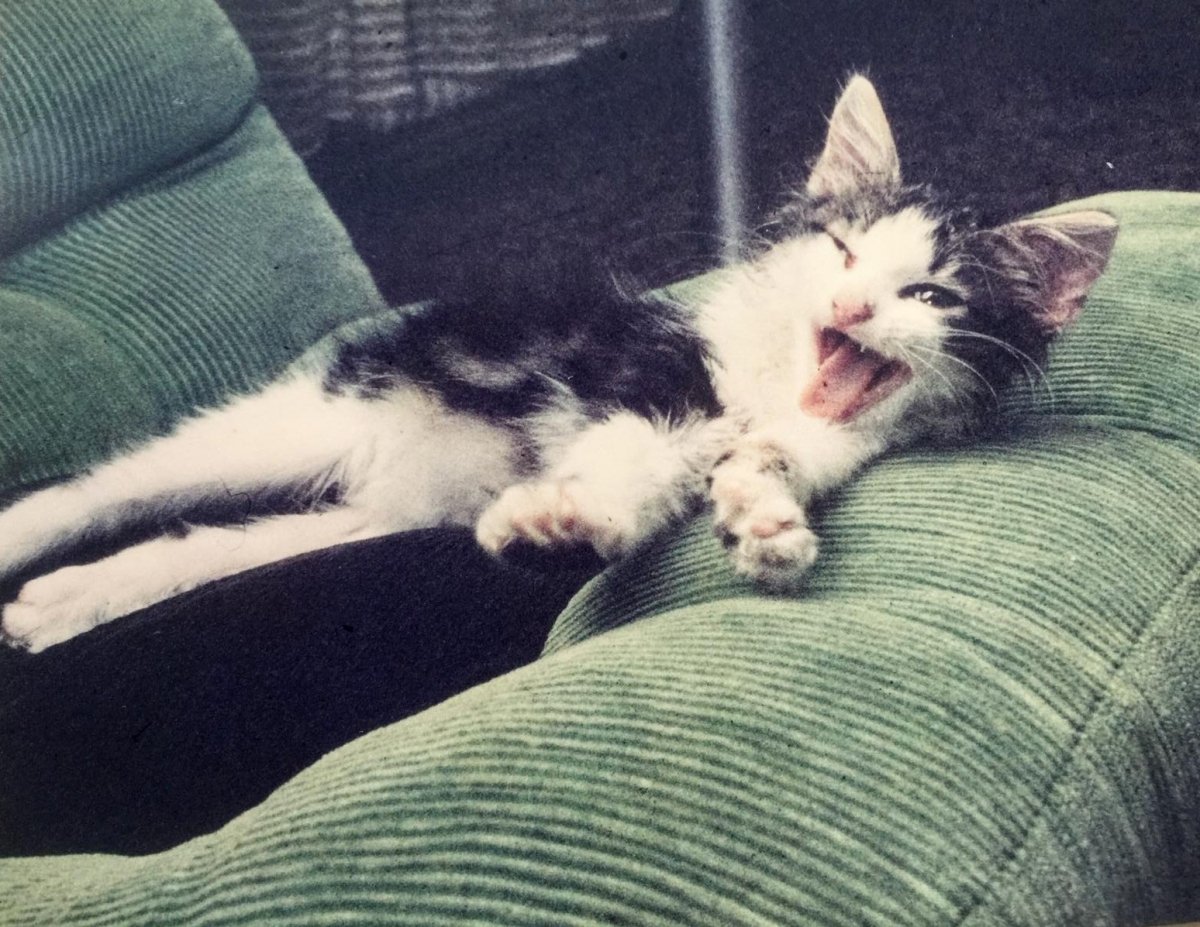 Maunzi mein Findelfellkind......❤️