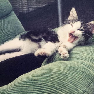 Maunzi mein Findelfellk...