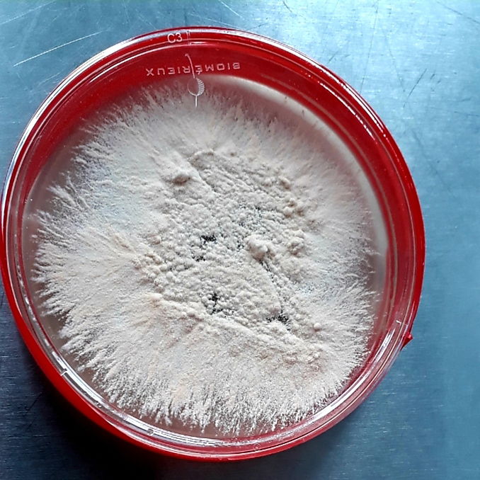 Die Arbeit ruft..Nannizzia gypsea..