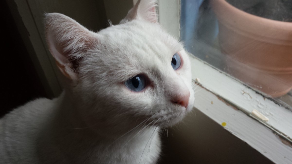 Pflegling Nr. 2, Sancho, der mittlerweile  bei einer lieben "nicht-nur-Parfumo" Freundin wohnt