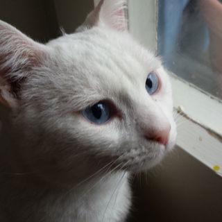 Pflegling Nr. 2, Sancho...