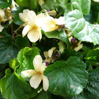 Viola odorata