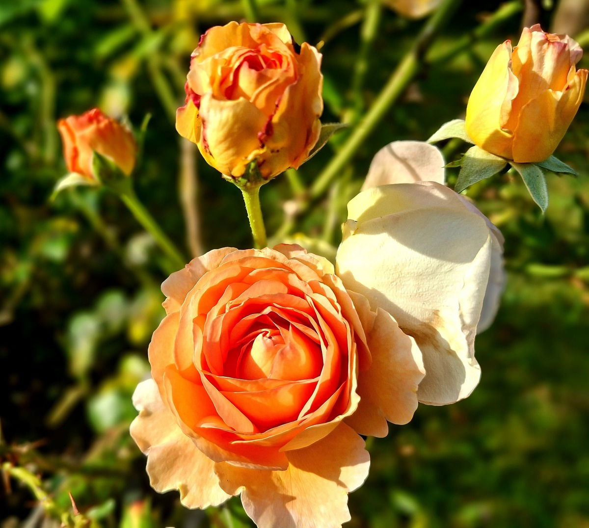 Englische Strauchrose "Pat Austin" 2025