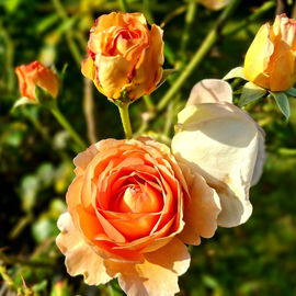 Englische Strauchrose "...