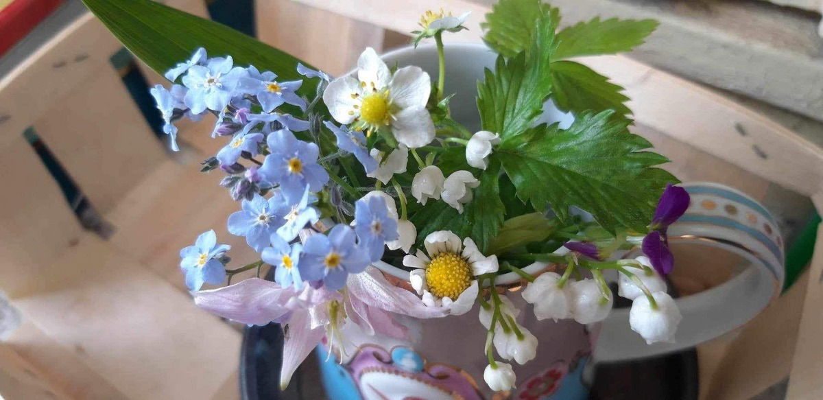 Meine Lieblinge im Garten.