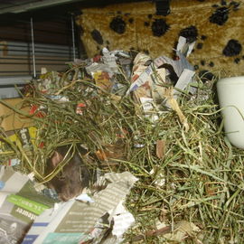 Suchbild mit Ratte (Zaz...