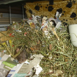 Suchbild mit Ratte (Zaz...