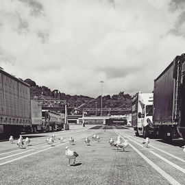 The Birds