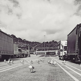 The Birds