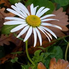 Daisy Star