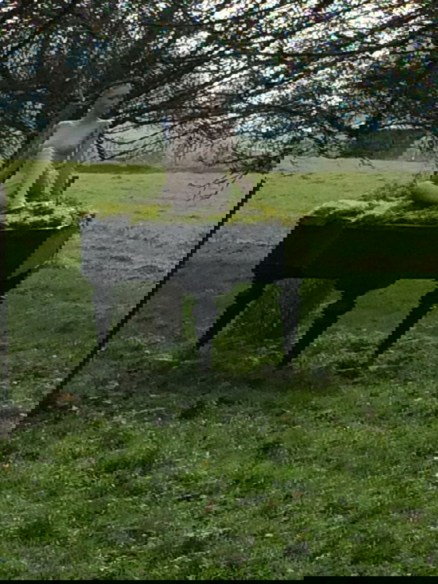 der Anstieg hat sich gelohnt ... und verleiht Flügel