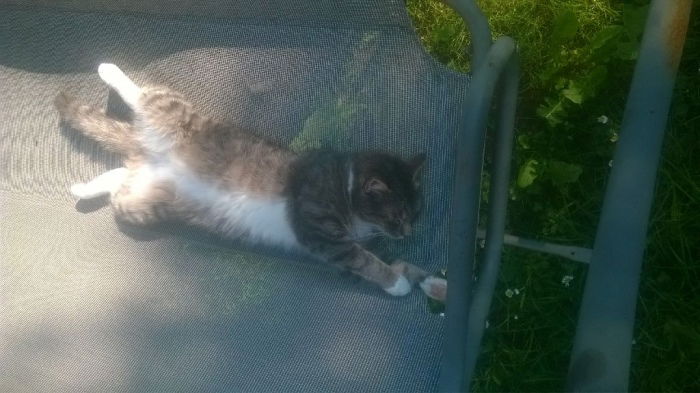 Ich mag Sachen, die kratzen und pieken - Katzen, Rosen und Dreitagebärte (Reihenfolge ohne Wertung). Er heißt Hering.