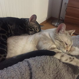Nelly & Nils