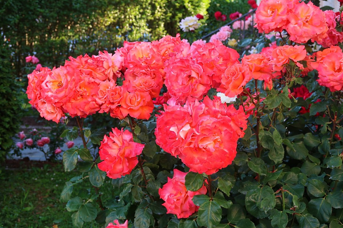 Mein Zauberrosenstrauch im Garten. Juni 2019