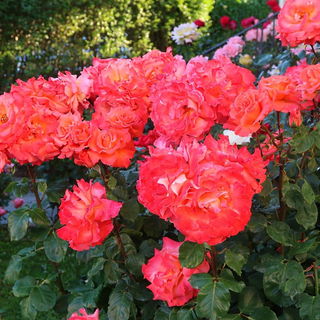 Mein Zauberrosenstrauch...