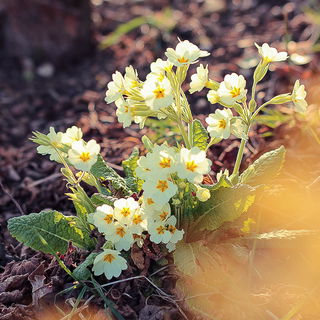 Primel im dichten Unter...