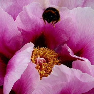 Hummel im Anflug