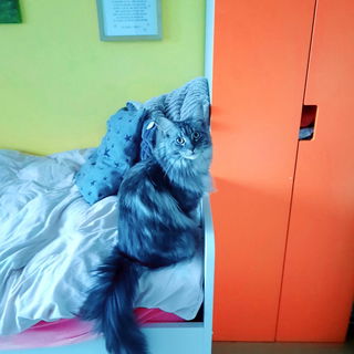 Unser Hund im Körper e...