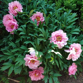 Ein Jahr später: neun!...