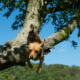 Flughund