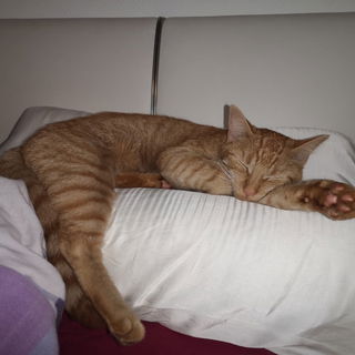 Am liebsten kommen wir ...