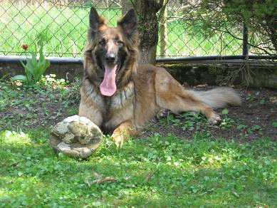 Merlin, der Beschützer seiner Mädels