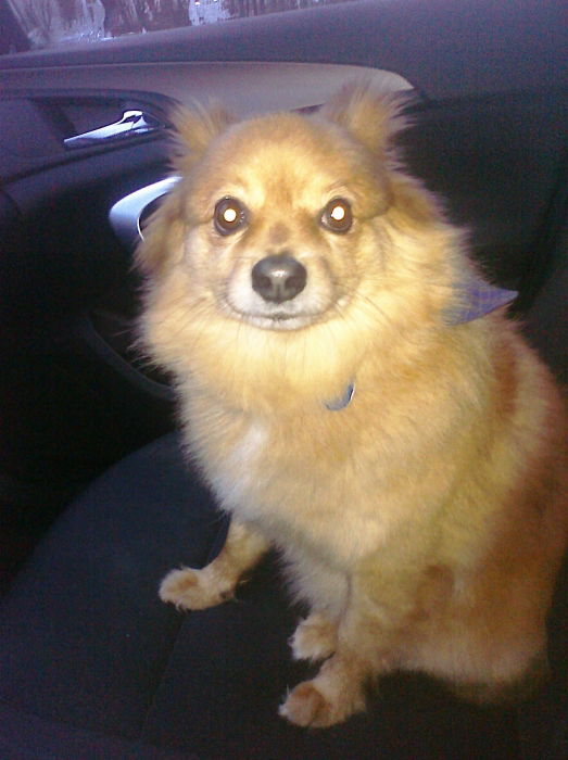 Der beste Hund der Welt! :)