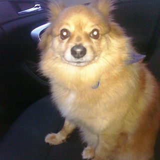 Der beste Hund der Welt...