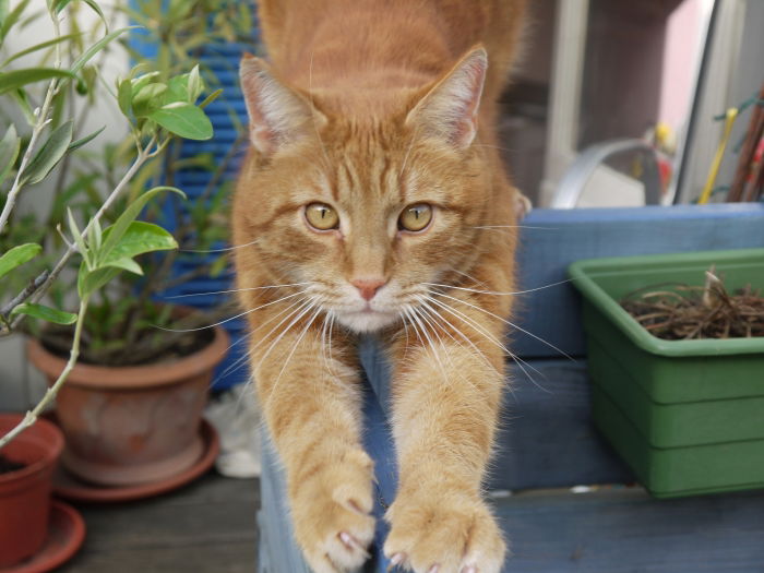 Muffin der Chef im Ring