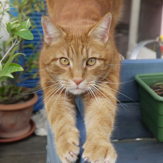 Muffin der Chef im Ring...