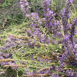 💜🐝💜