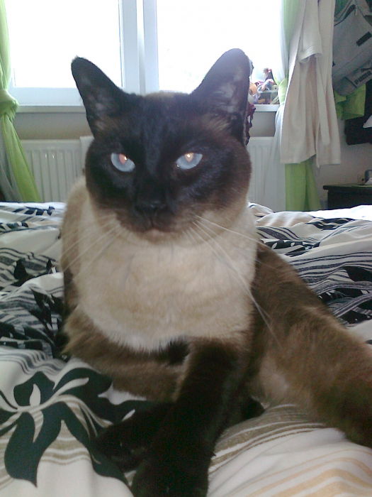 Kater Sam