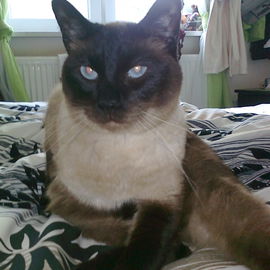 Kater Sam