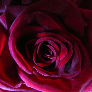 ©Kerse ° Rose velours...