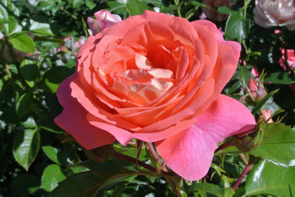 Sommersonne prall geöffnet