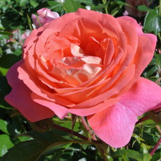 Sommersonne prall geöf...