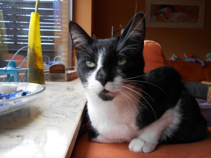 Da hat unsere Kitty etwas schlechte Laune :-)