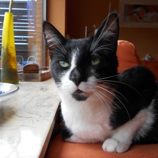 Da hat unsere Kitty etw...