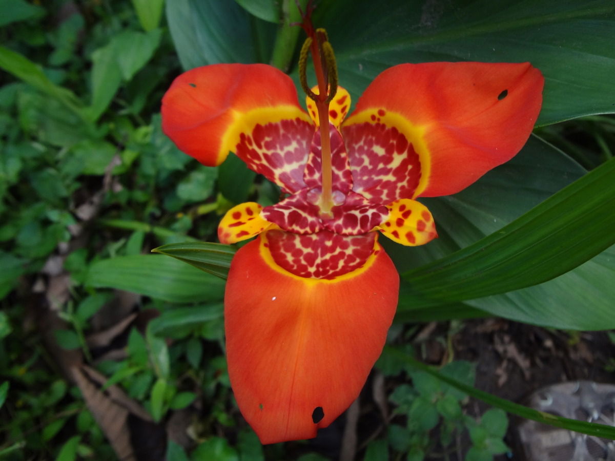 Tigerlily
