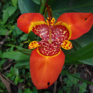 Tigerlily